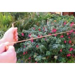 13 inch Long set of Copper Dowsing Rods