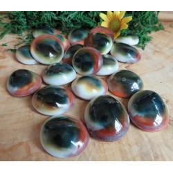 Cats Eye Shell for Protection