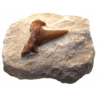 Fossilised Sharks Tooth 02