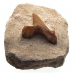 Fossilised Sharks Tooth 02