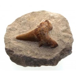 Fossilised Sharks Tooth 03