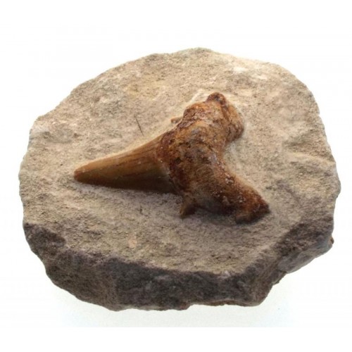 Fossilised Sharks Tooth 03