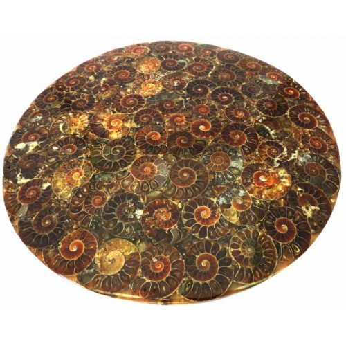 Fossilised Ammonite Plate 01