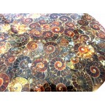 Fossilised Ammonite Plate 01