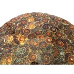 Fossilised Ammonite Plate 01