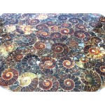 Fossilised Ammonite Plate 01