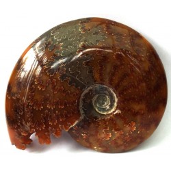 Fossilised Ammonite Polished Specimen 01