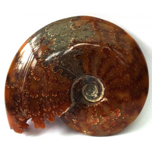 Fossilised Ammonite Polished Specimen 01