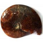 Fossilised Ammonite Polished Specimen 01