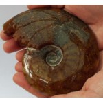 Fossilised Ammonite Polished Specimen 01