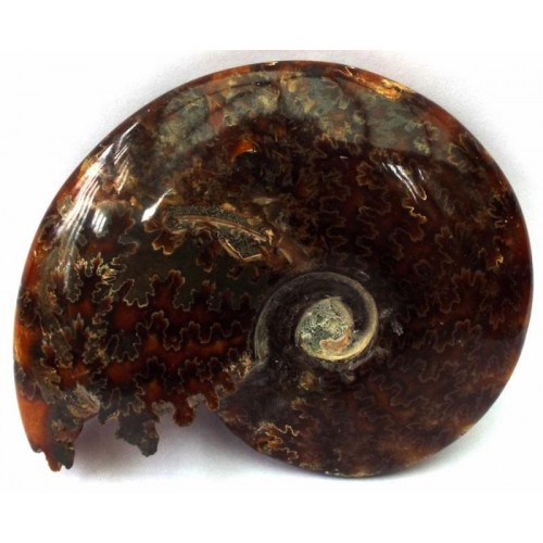 Fossilised Ammonite Polished Specimen 02