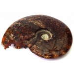 Fossilised Ammonite Polished Specimen 02