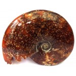 Fossilised Ammonite Polished Specimen 03