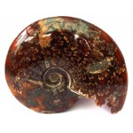 Fossilised Ammonite Polished Specimen 03