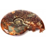 Fossilised Ammonite Polished Specimen 03