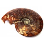 Fossilised Ammonite Polished Specimen 03