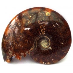 Fossilised Ammonite Polished Specimen 04