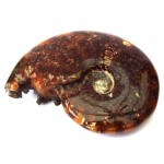 Fossilised Ammonite Polished Specimen 04