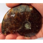 Fossilised Ammonite Polished Specimen 04
