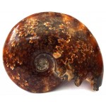 Fossilised Ammonite Polished Specimen 05