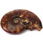 Fossilised Ammonite Polished Specimen 05