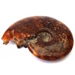 Fossilised Ammonite Polished Specimen 05