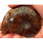 Fossilised Ammonite Polished Specimen 05