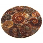 Fossilised Ammonite Coaster