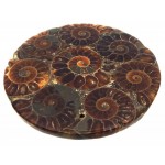Fossilised Ammonite Coaster