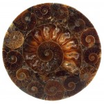 Fossilised Ammonite Coaster