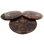 Fossilised Ammonite Coaster