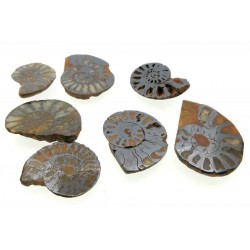 Fossilised Hematite Ammonite Half