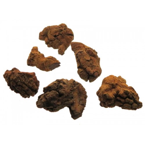 Fossilised Dung Coprolite