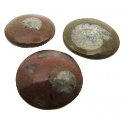 Fossilised Polished Goniatite Button