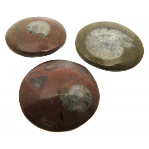 Fossilised Polished Goniatite Button