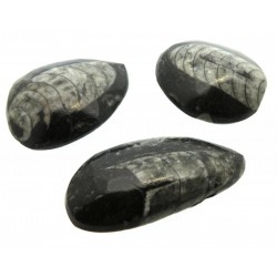 Fossilised Polished Orthoceras Peardrop