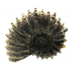 Fossilised Ammonite Ribbed Specimen 01