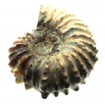 Fossilised Ammonite Ribbed Specimen 01