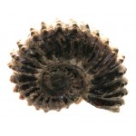 Fossilised Ammonite Ribbed Specimen 02