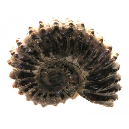 Fossilised Ammonite Ribbed Specimen 02