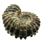 Fossilised Ammonite Ribbed Specimen 02