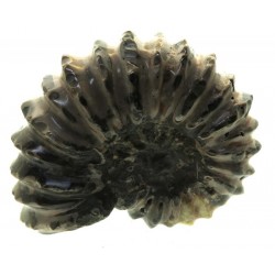 Fossilised Ammonite Ribbed Specimen 03