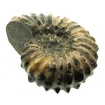 Fossilised Ammonite Ribbed Specimen 03