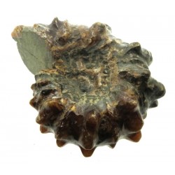 Fossilised Ammonite Ribbed Specimen 04