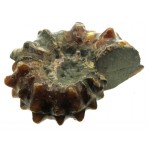 Fossilised Ammonite Ribbed Specimen 04