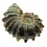 Fossilised Ammonite Ribbed Specimen 05