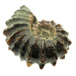 Fossilised Ammonite Ribbed Specimen 05