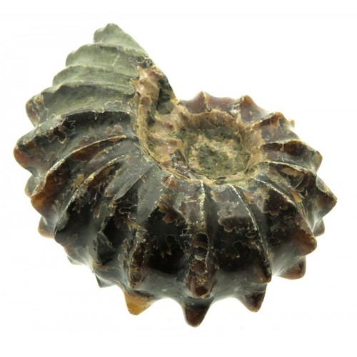 Fossilised Ammonite Ribbed Specimen 05