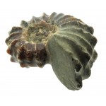 Fossilised Ammonite Ribbed Specimen 05