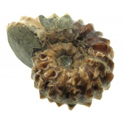 Fossilised Ammonite Ribbed Specimen 06